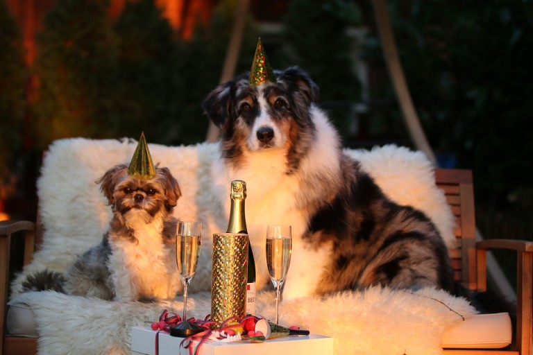 new years eve dog fireworks scared