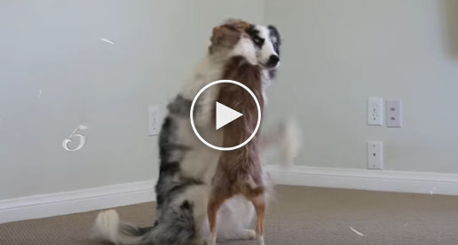 dog valentines day, dogs hugging