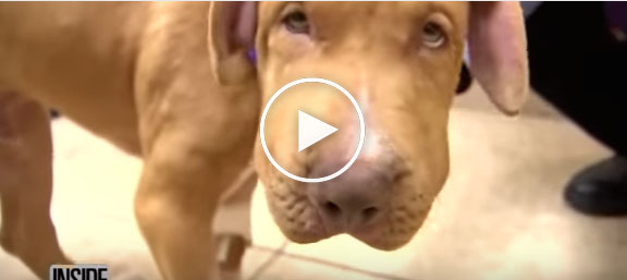 Dog Survives After Being Stung 400 Times Dog Survives After Being Stung 400 Times