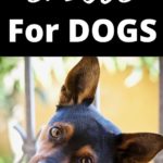 spices dogs can eat 4