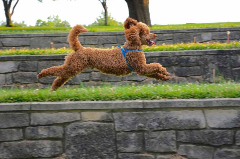 Best dog harness, dexdog,