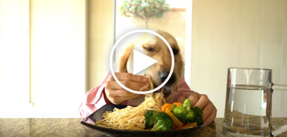 dog eating, funny dog eating