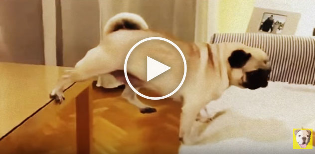 funny dumb dogs