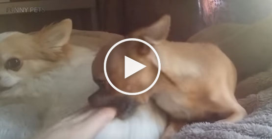 jealous dogs, funny dog videos