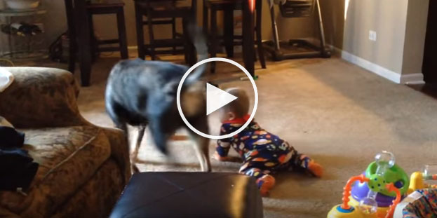 dog baby video, funny dog video