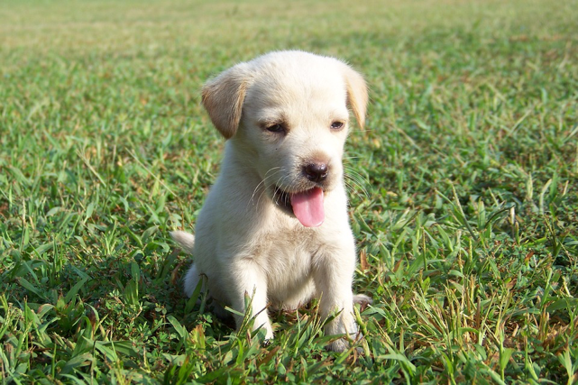 How To Mold Your Puppy Into Just The Dog You Want How To Mold Your Puppy Into Just The Dog You Want