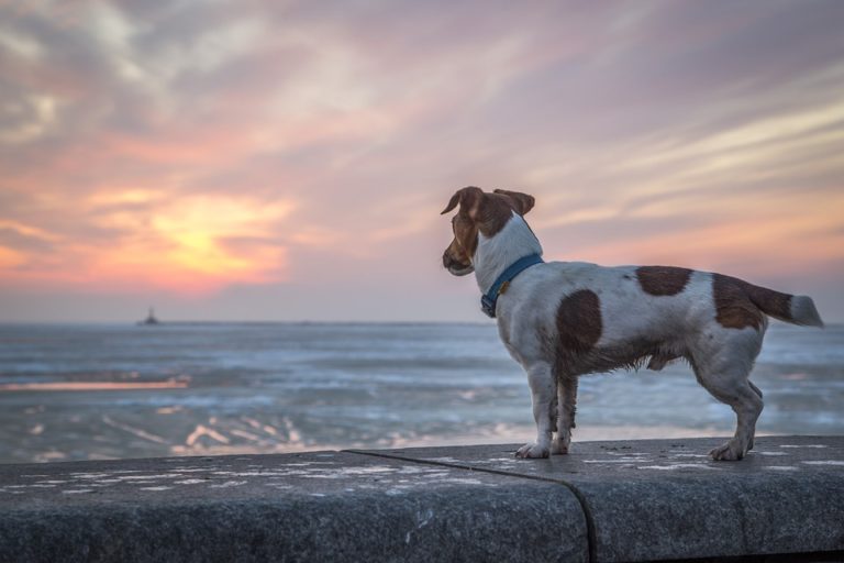 Surprising Lost Pet Statistics