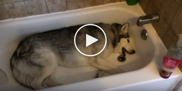 hilarious dog video, husky loves bath tub
