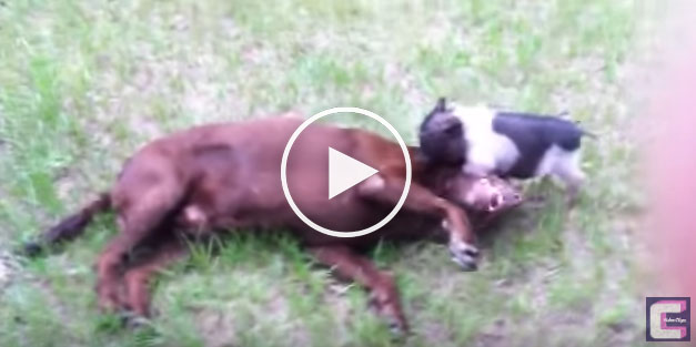 pig and, pig and dog