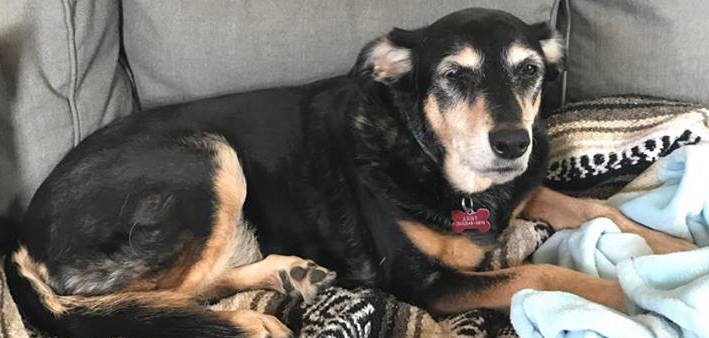 Hospice Worker Seeks Help for Suffering Dog