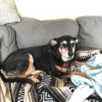 save-a-dog-4