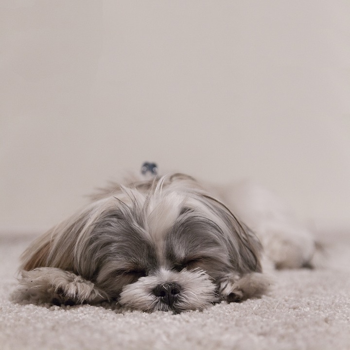 Laziest Dog Breeds: The Top 7 Laziest Dog Breeds: The Top 7