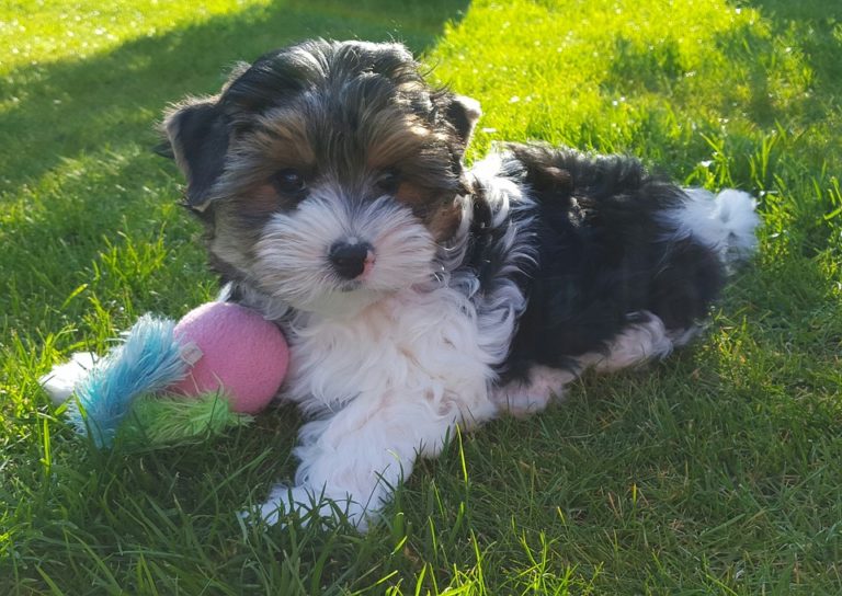 biewer, biewer terrier