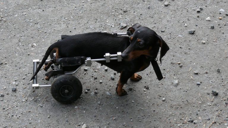 The Cheapest Dog Breed To Insure — You Won’t Believe It! The Cheapest Dog Breed To Insure — You Won’t Believe It!