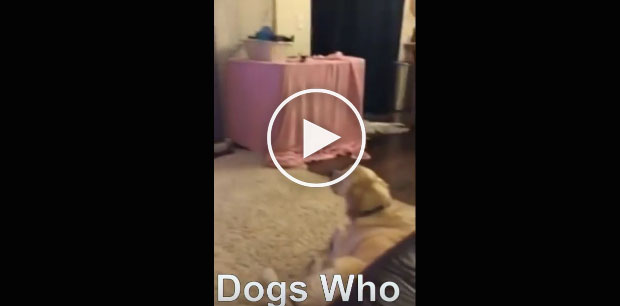 dogs hate trump, pets hate trump, trump dog white hosue