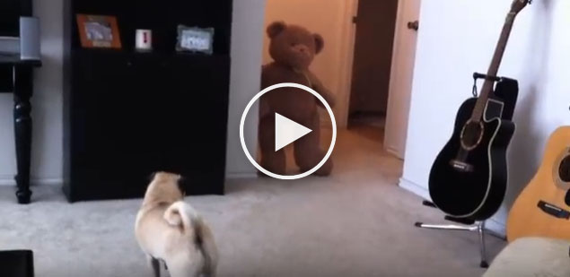 Teddy Bear Scares the Shit Out of Pug: LITERALLY Teddy Bear Scares the Shit Out of Pug: LITERALLY