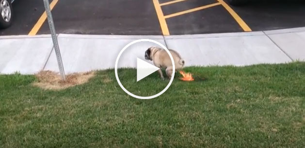 dog pooping fire