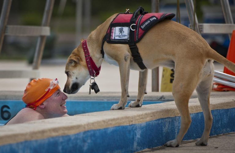 Service Dogs Get FREE Health Screening Service Dogs Get FREE Health Screening