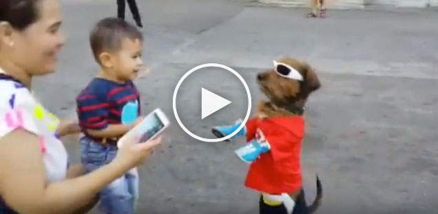 walking dogs, funny dog videos