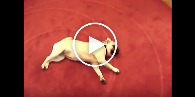 cool pug trick
