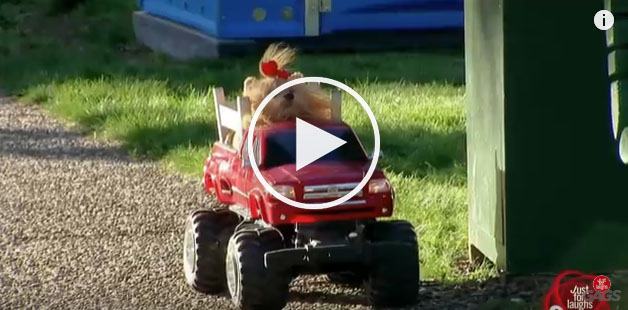 dog drives car, dog prank