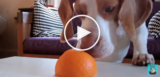 dog oranges, cute dog video