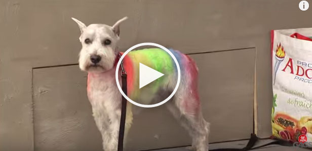 Hilarious Rainbow Dog Prank Hilarious Rainbow Dog Prank