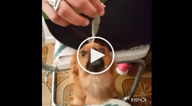 dog eating spaghetti