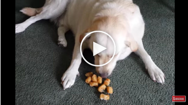 Dog HOARDS Tater Tots Dog HOARDS Tater Tots