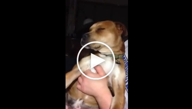 Dog Fkn Lovin’ Rap Music Dog Fkn Lovin’ Rap Music