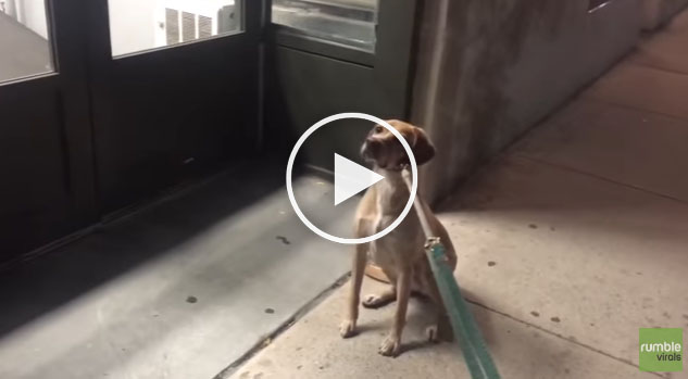 dog pet store
