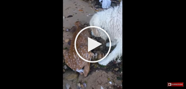 dog saves deer