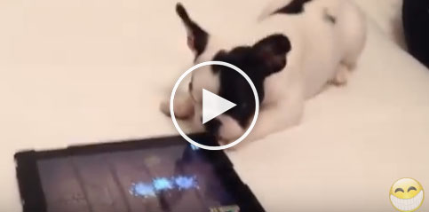 Tiny puppy video