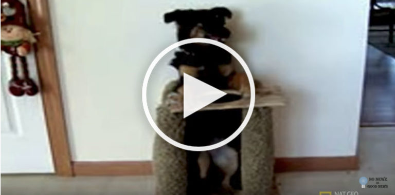dog chair