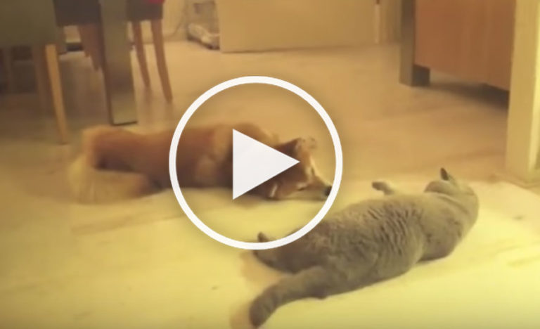 dog meows