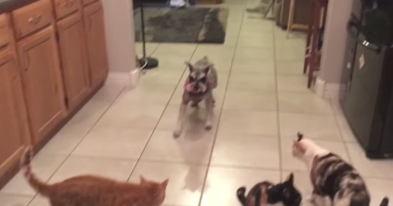 Least Aggressive Dog Steals Cat Treat: Cute Dog Video Least Aggressive Dog Steals Cat Treat: Cute Dog Video