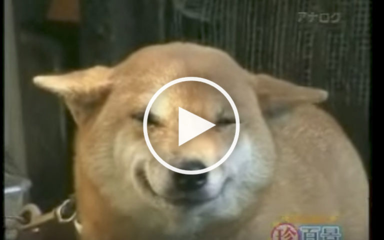 World’s Cutest Laughing Dog: Cute Dog Video World’s Cutest Laughing Dog: Cute Dog Video