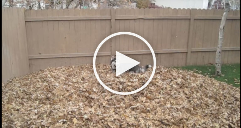 leaf pile dog