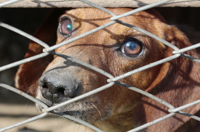 California First State to Ban Sale of Puppy Mill Dogs in Pet Stores
