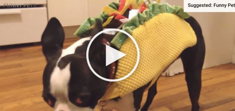 LMFAO. Most Hilarious Dog Halloween Costumes You’d Imagine