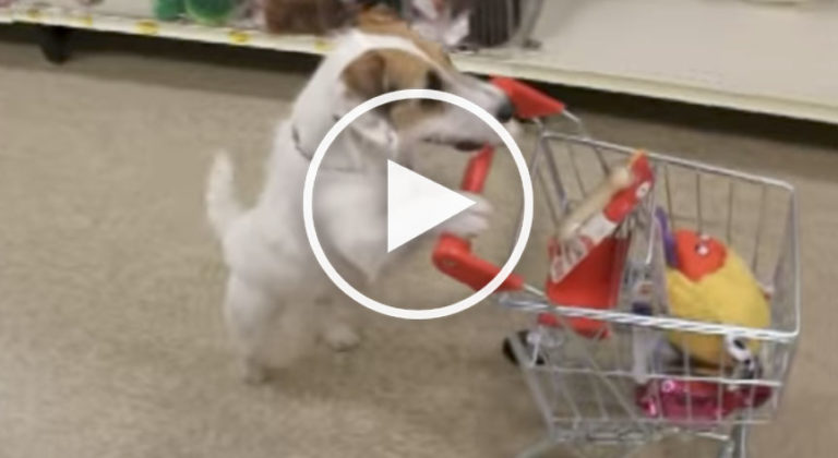 cool dog trick