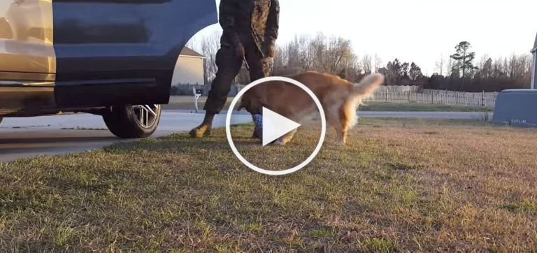 dog excited