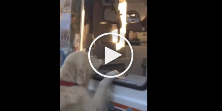 Dog Gets Ice Cream From Ice Cream Truck