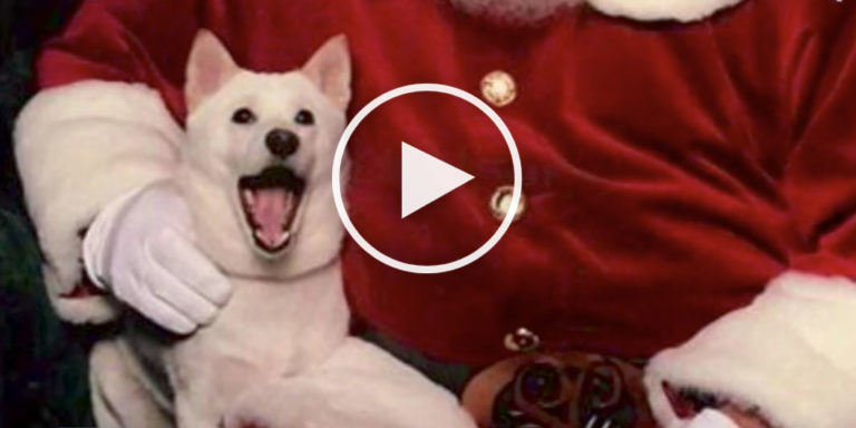dog meets santa