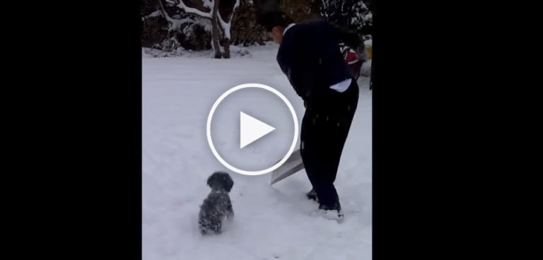 dog playing in snow