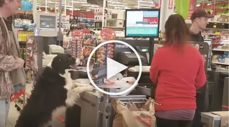 dog shopping