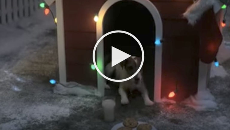 Santa dog
