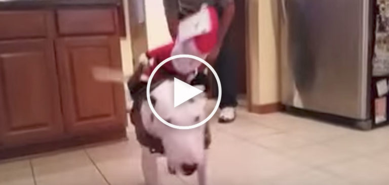 christmas dog costume, santa rides dog