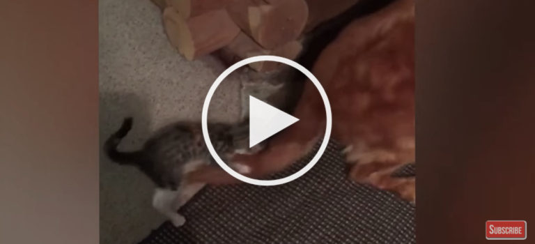 cat rides dog video