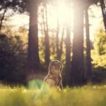 dog cbd